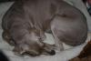 Riley 004
